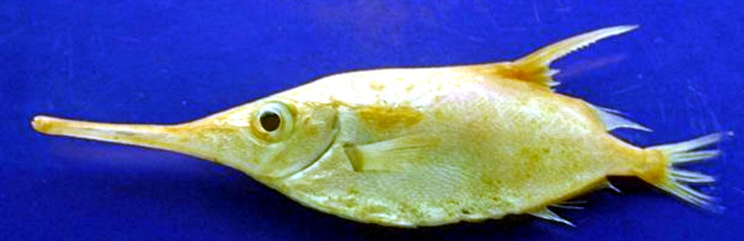 Macroramphosus scolopax_03
